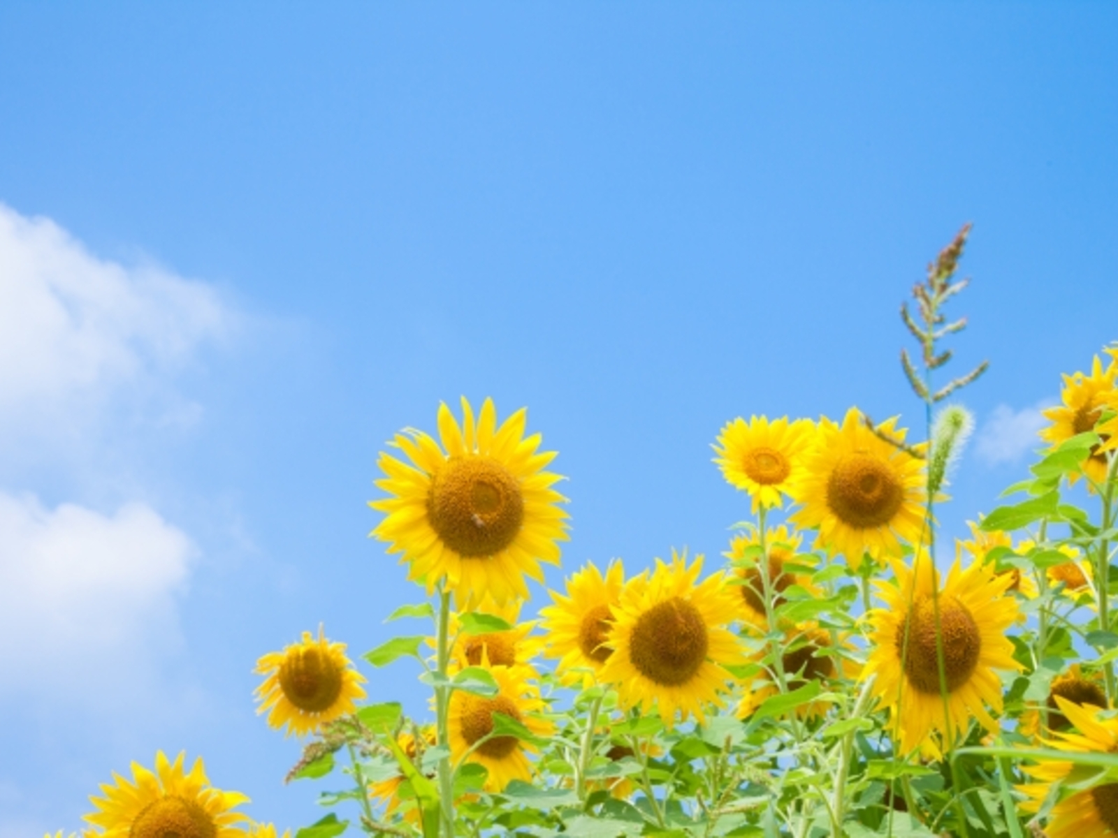 8月に入りました