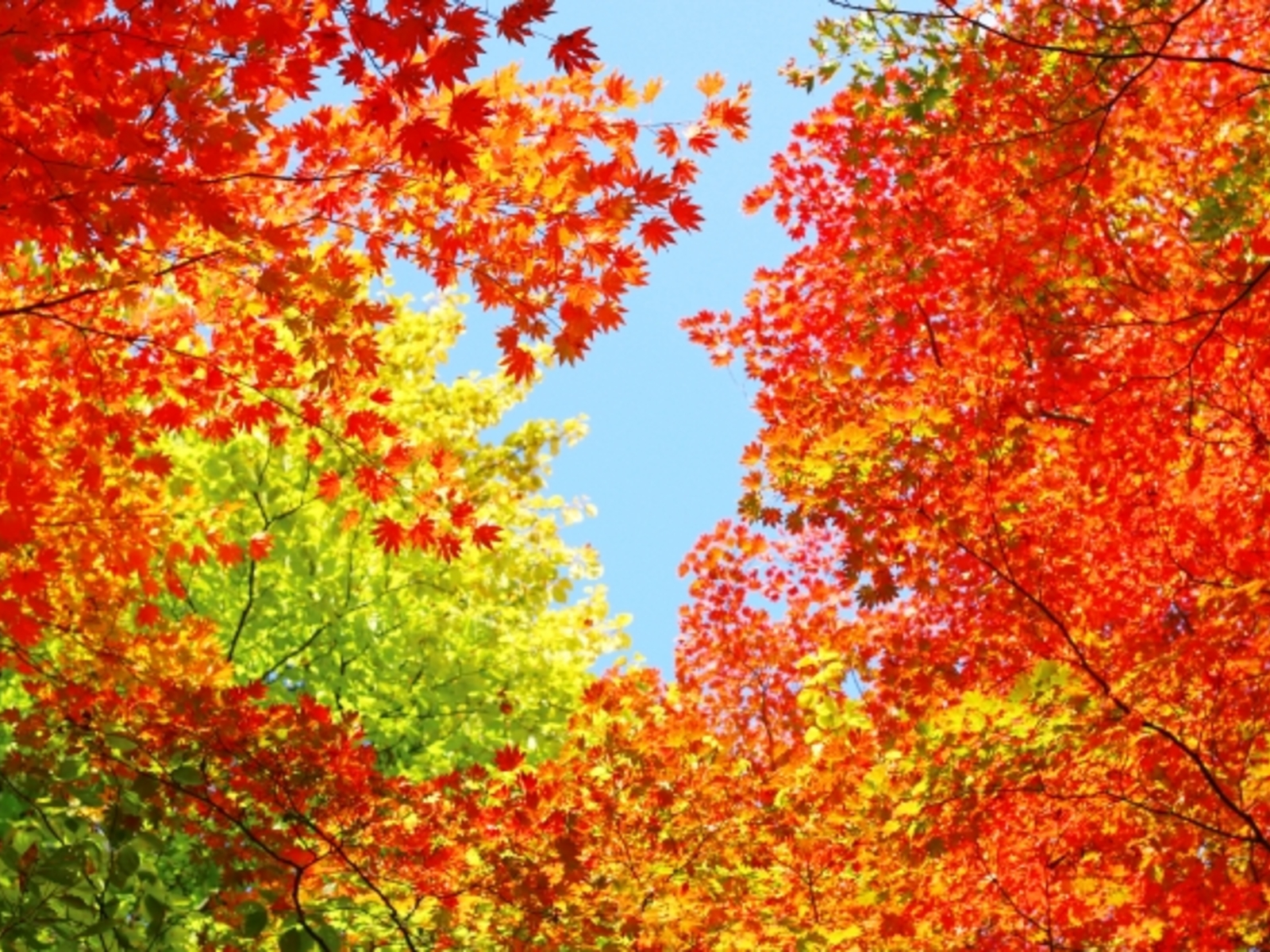 11月になりました