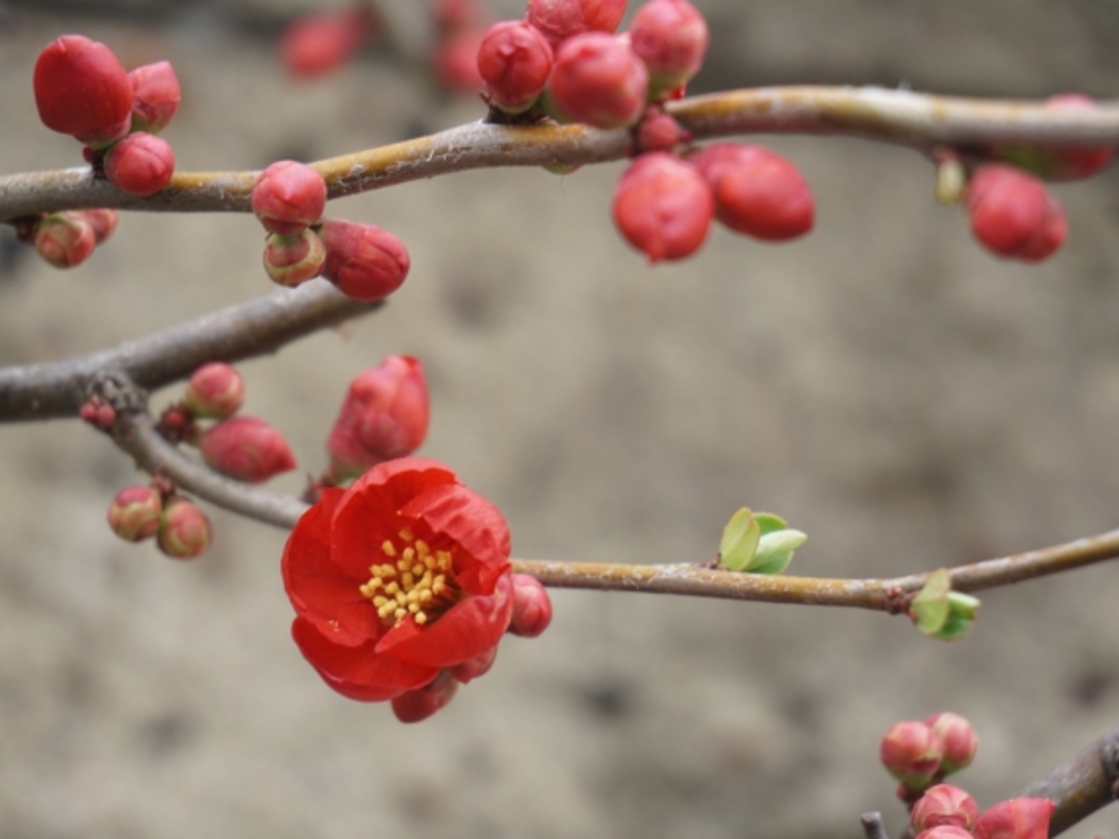2月に入りました