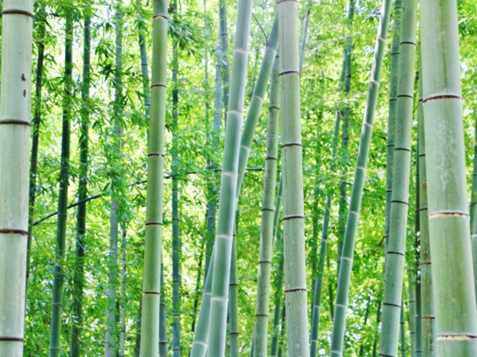 今日から営業再開させて頂きます。