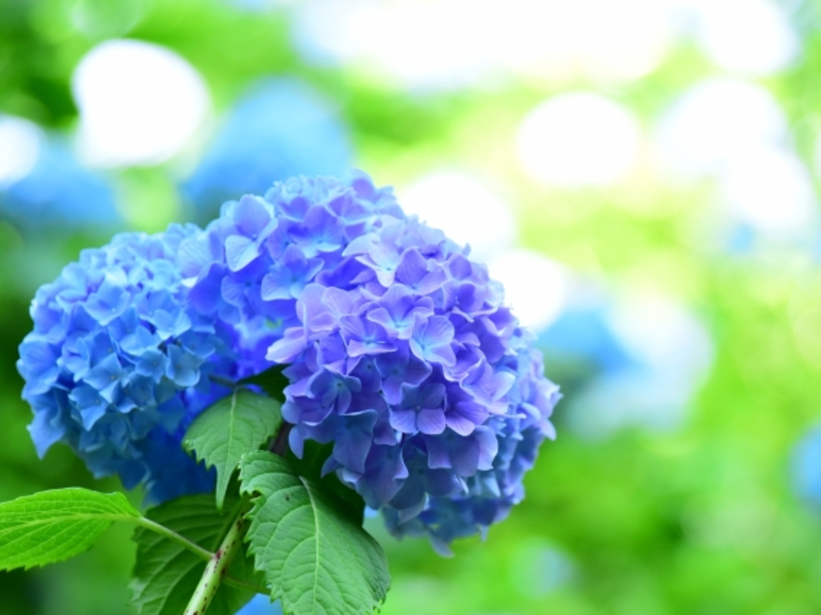 6月に入りました