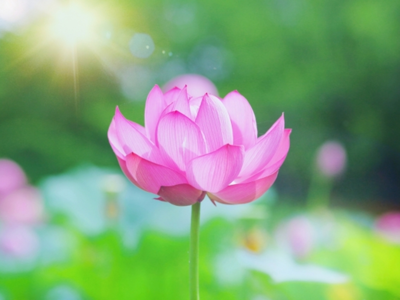 お盆は休まず営業します