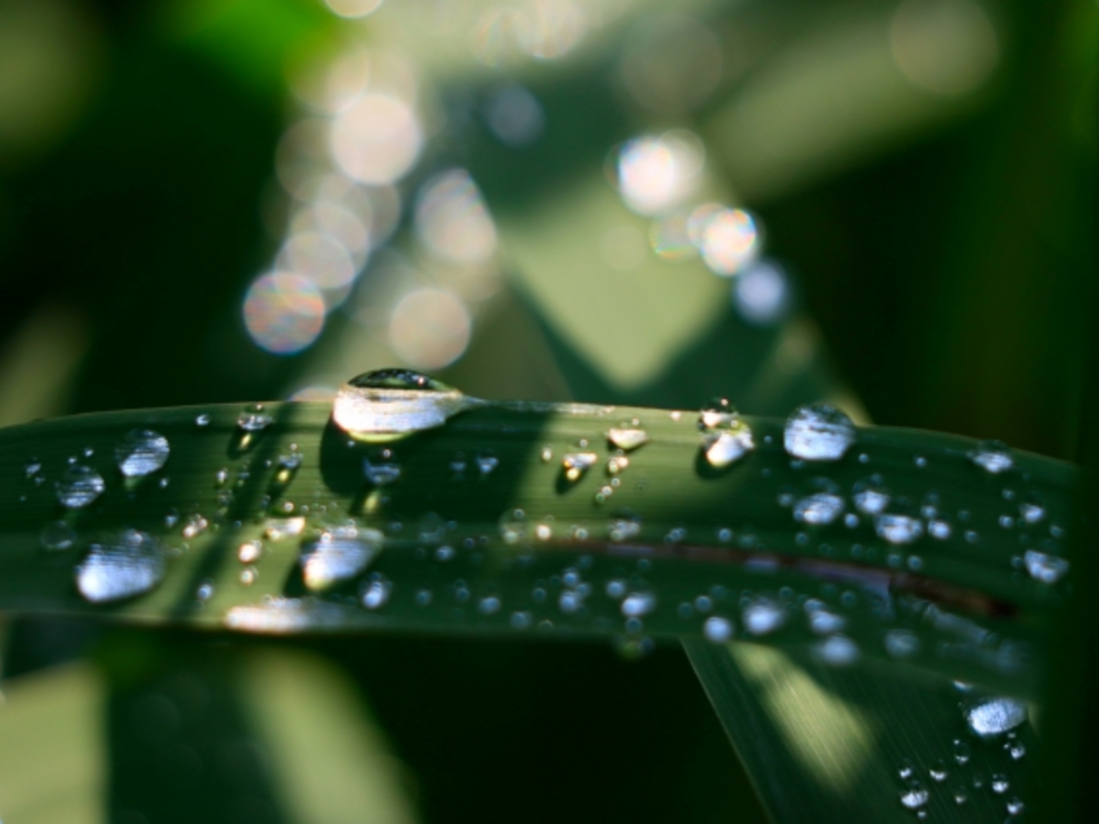 6月に入りました