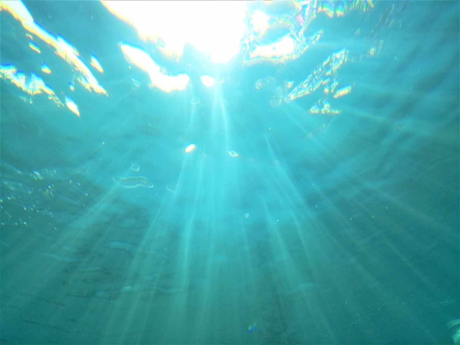 8月に入りました