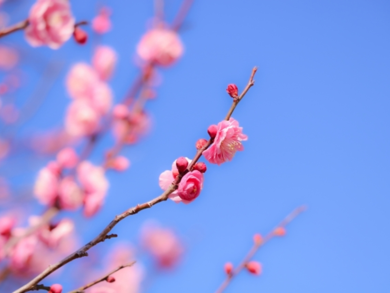 3月に入りました