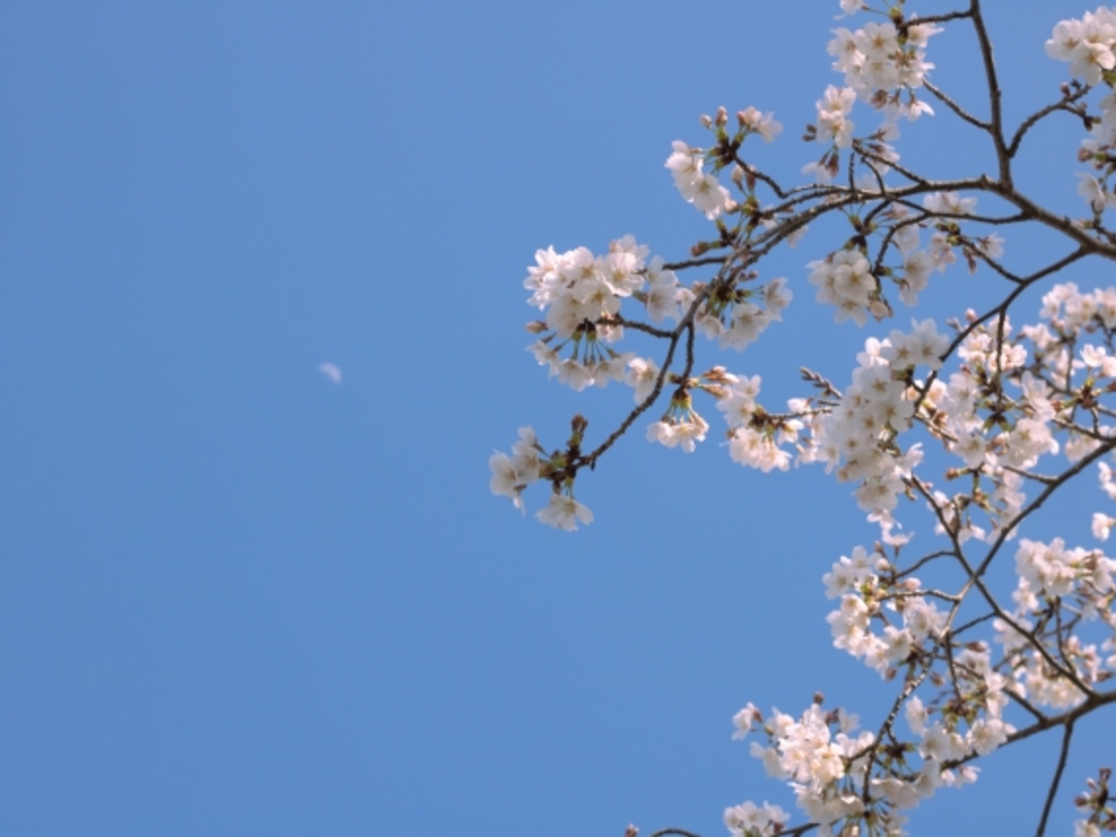 4月に入りました