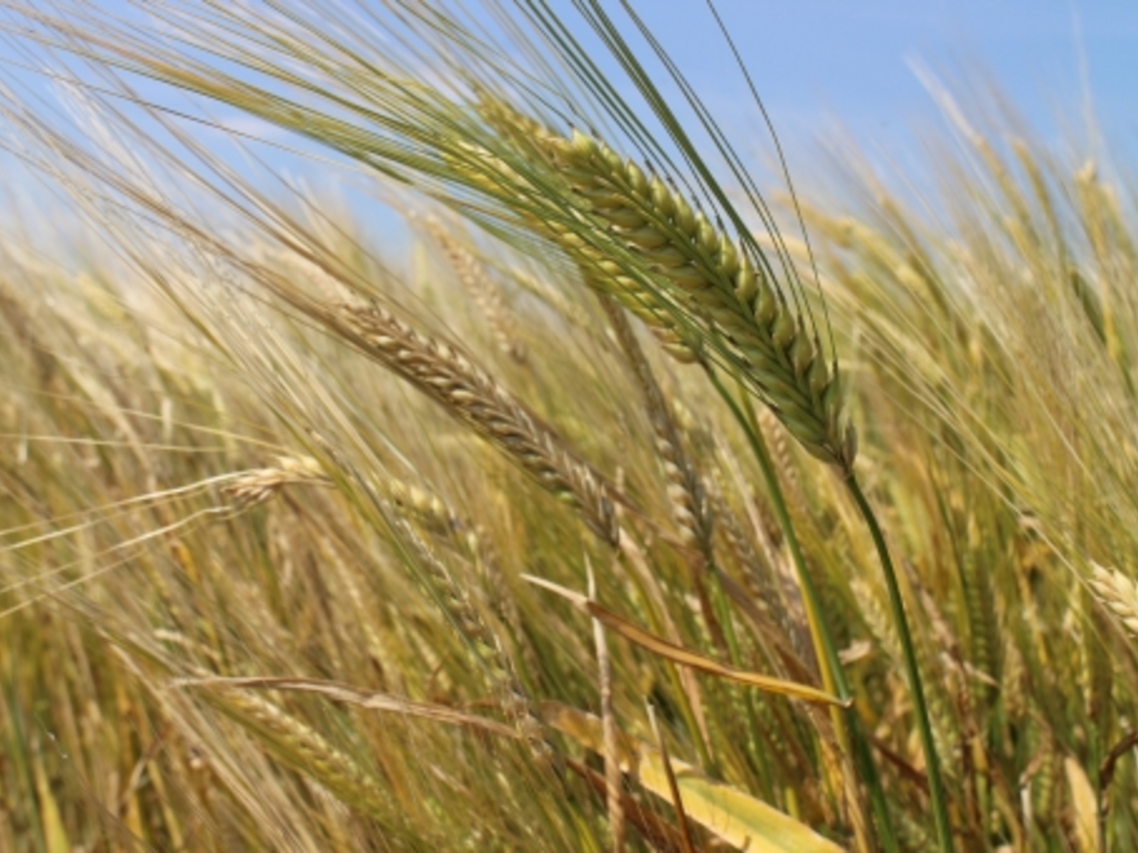 9月に入りましたね