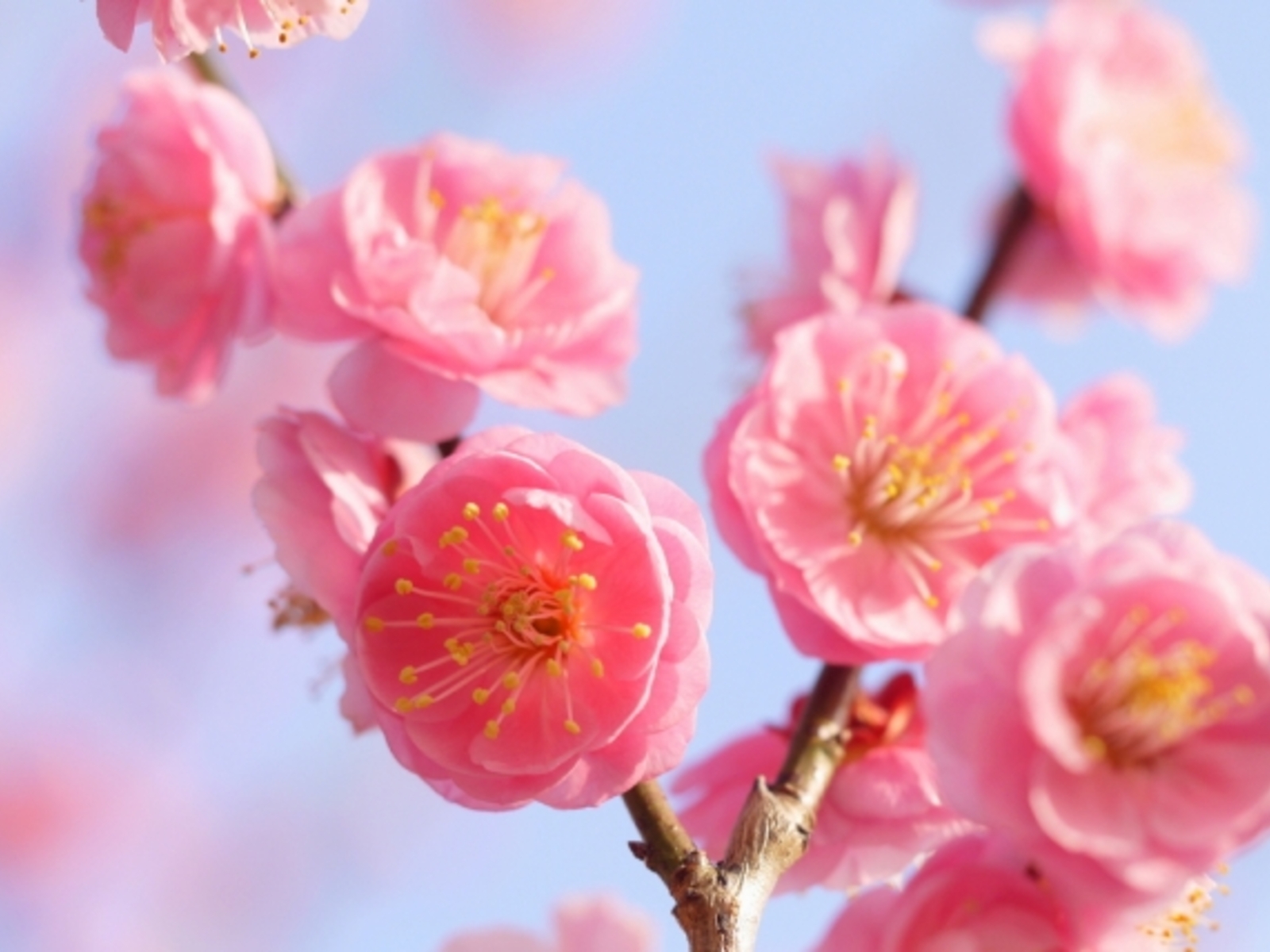 三月に入りました